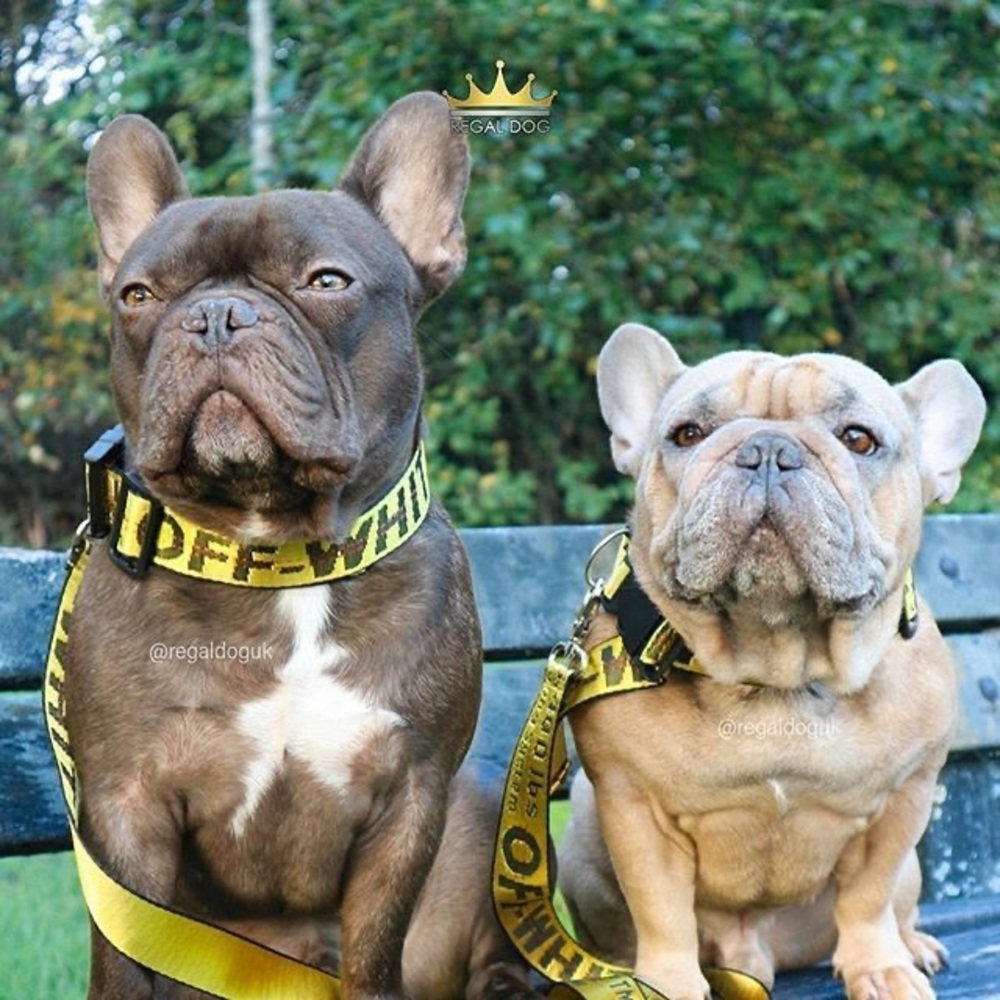 🆕 Off-White LRG Med Dog Collar & 5’ Leash adjustable yellow 14”- 23” NEW